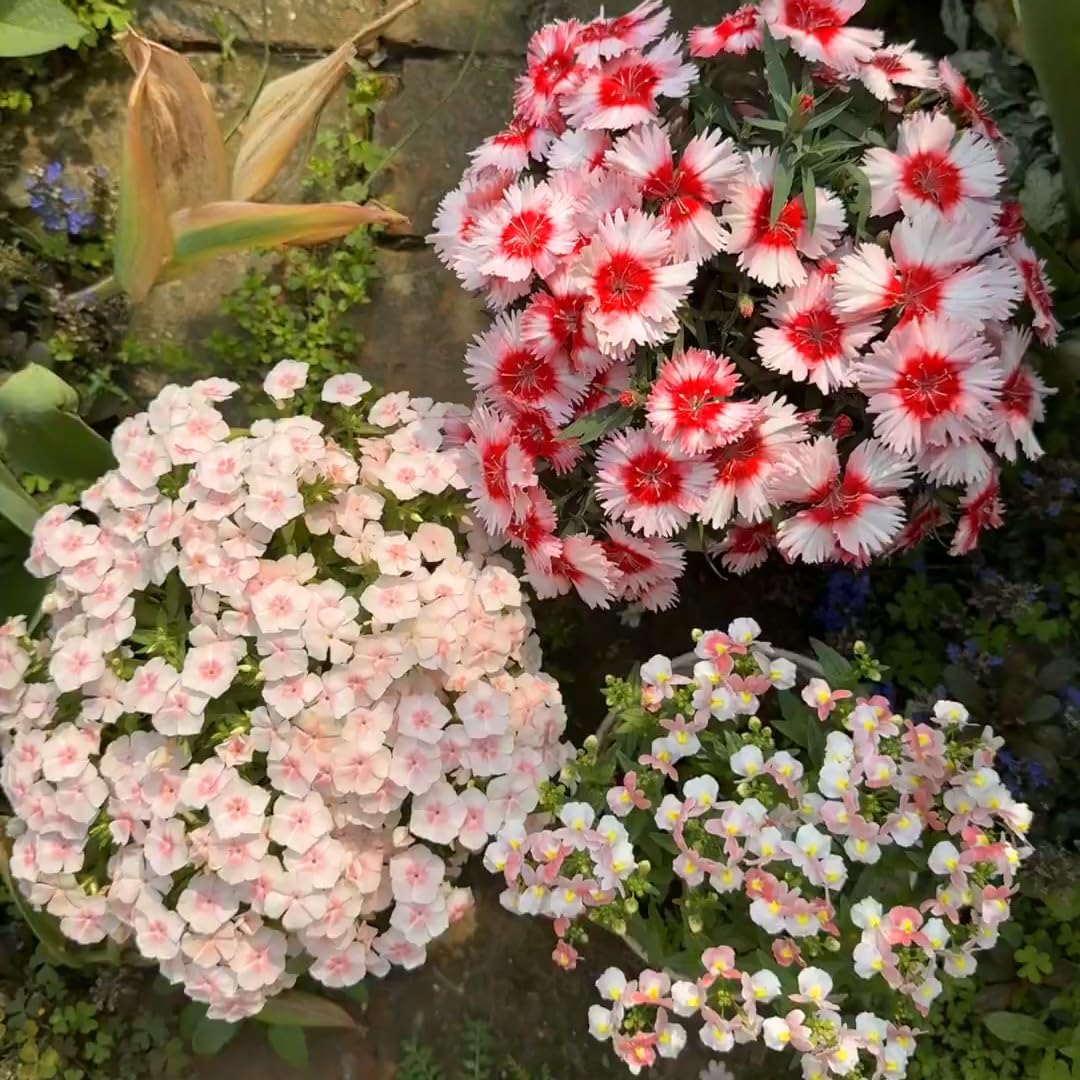 500 Dianthus Seeds for Planting,  Perennial  Flower Seeds Non-GMO Heirloom Rare Plants, Open Pollinated Beauty Home Garden for Outdoors