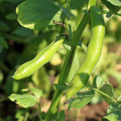 5pcs Fava Bean Seeds Effortless Cultivation fit small and medium row garden and open ground layout demands