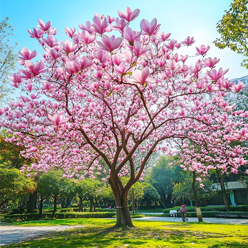 30Pcs Mix Magnolia Flower Seeds for Planting Outdoors - Non-GMO Heirloom Plant Seeds