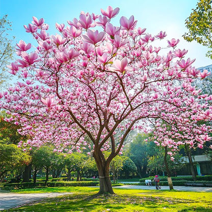 30Pcs Mix Magnolia Flower Seeds for Planting Outdoors - Non-GMO Heirloom Plant Seeds