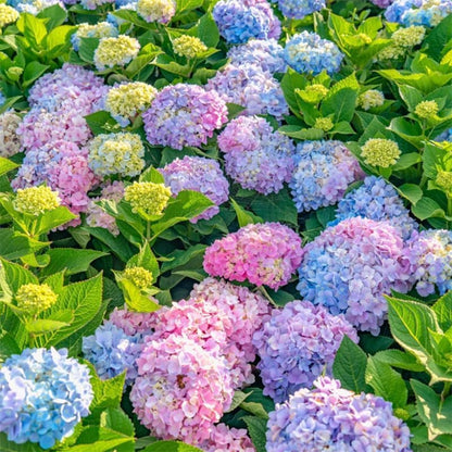40Pcs Hydrangea Seeds Non-GMO Shade-Tolerant Perennial Flowers, Low-Maintenance & Showy Blooms for Outdoor Garden