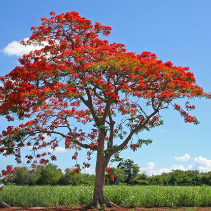 20Pcs Royal Poinciana Tree Seeds, Delonix Regia Bonsai Tree Seeds, Exotic Ornamental Tree Seed for Garden, Landscaping & Bonsai Growing