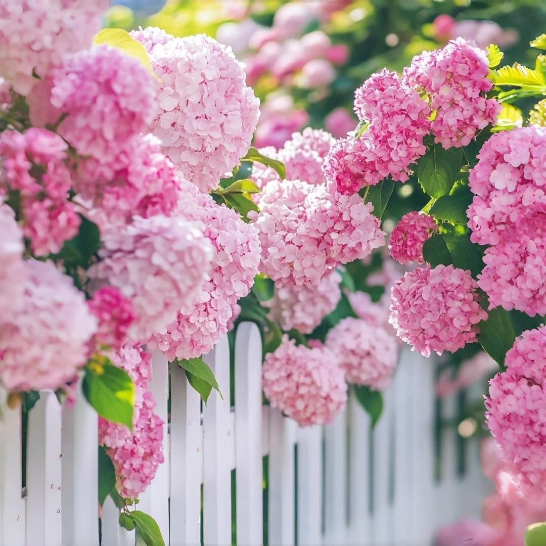 Hydrangea Seeds for Planting 45pcs Large-Bloom Perennial Shrubs – Beautiful Pink Flowers for Garden Beds, Borders & Landscaping