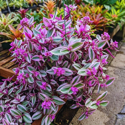 100pcs Fast Growing Vine Seeds Wandering Jew Seeds For Garden Foliage Simple To Cultivate