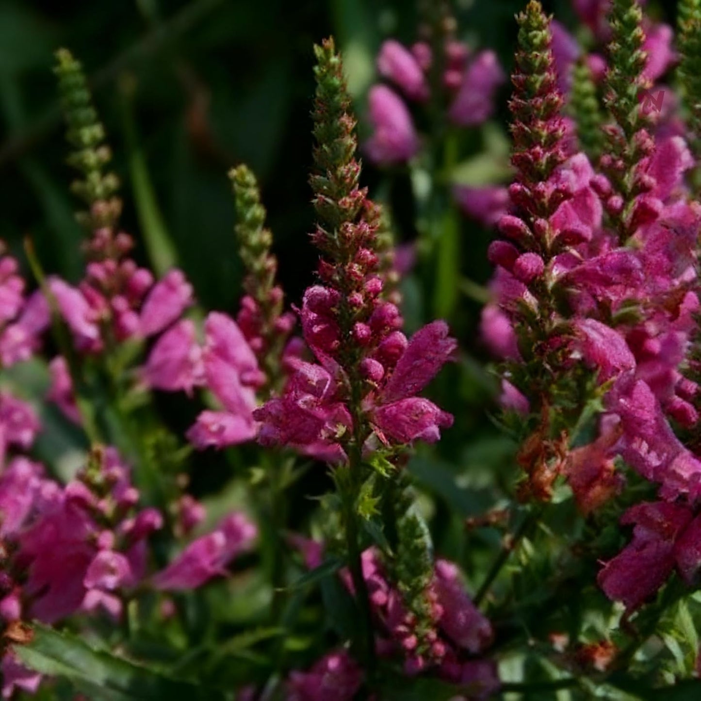 150pcs Obedient Plant Seed for Planting,  Mixed Perennial Flower Plants, Non-GMO Heirloom for Home Garden