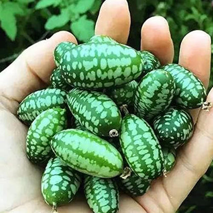 50Pcs Mini Thumb Watermelon Fruit Seeds  for Home Garden Outdoor Yard Farm Seed for Planting
