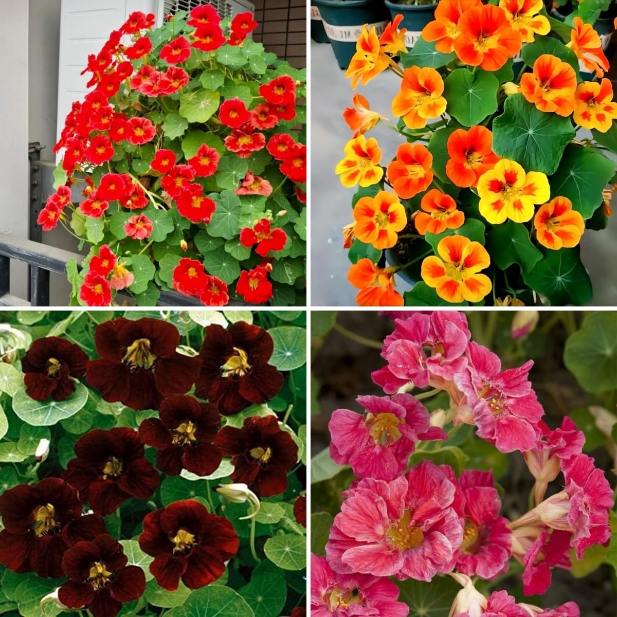 30pcs Nasturtium Seeds,  Vibrant Mixed Colors,  Low Maintenance, for Beds, Pots and Landscaping
