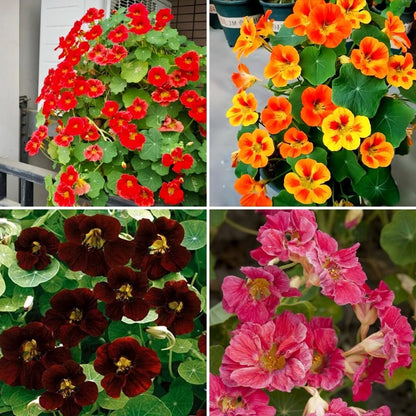 30pcs Nasturtium Seeds,  Vibrant Mixed Colors,  Low Maintenance, for Beds, Pots and Landscaping