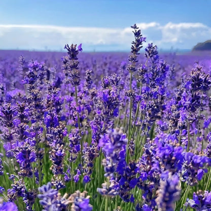 1000 PCS Lavender Flower Seeds for Planting, Fragrant Purple Lavender Seeds for Outdoor Garden