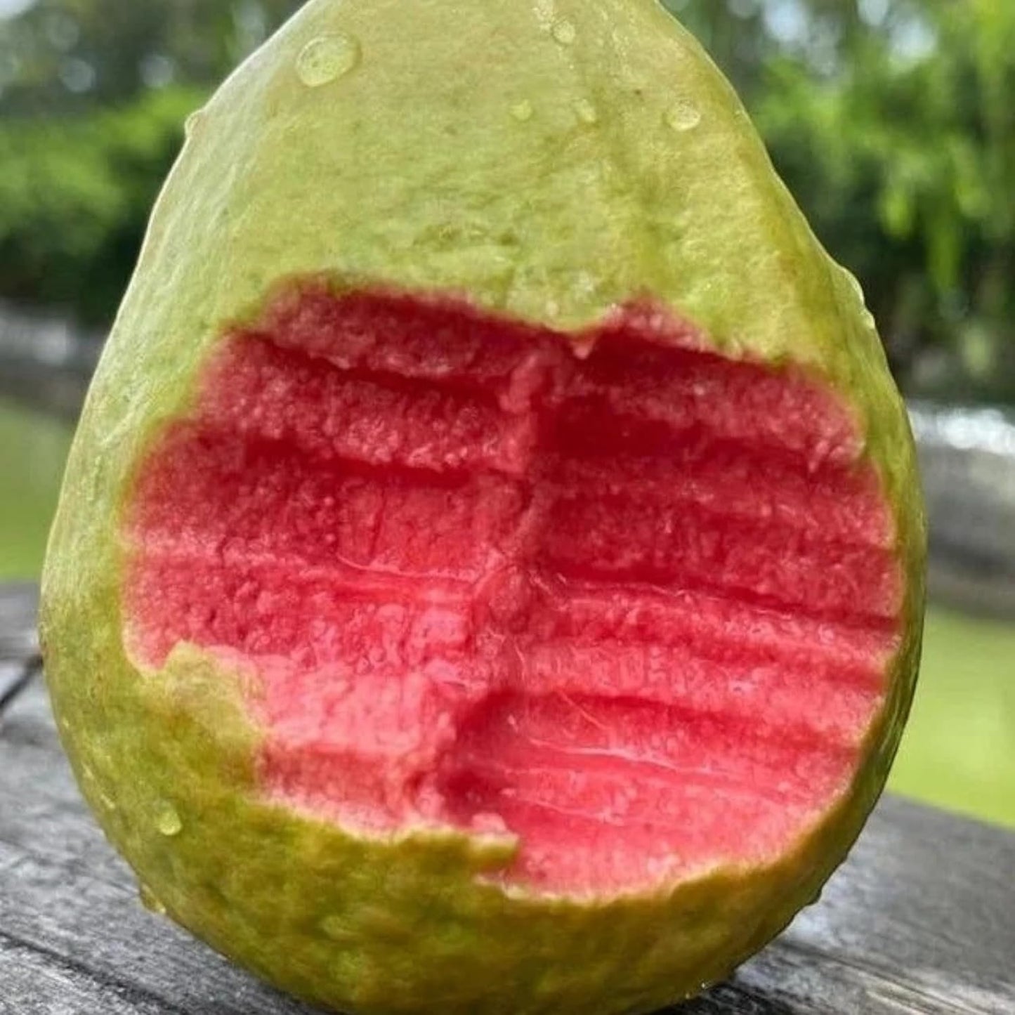 100Pcs Pink Guava Seeds Tropical Sweet Fruit for Containers & Backyard Gardens