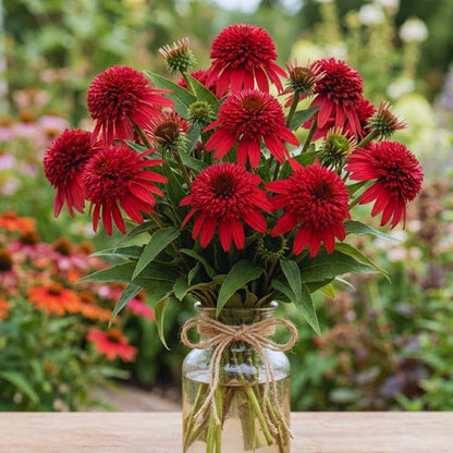 200pcs Easy Raising Coneflower Seeds perfect for layered garden design and open border decorative styling