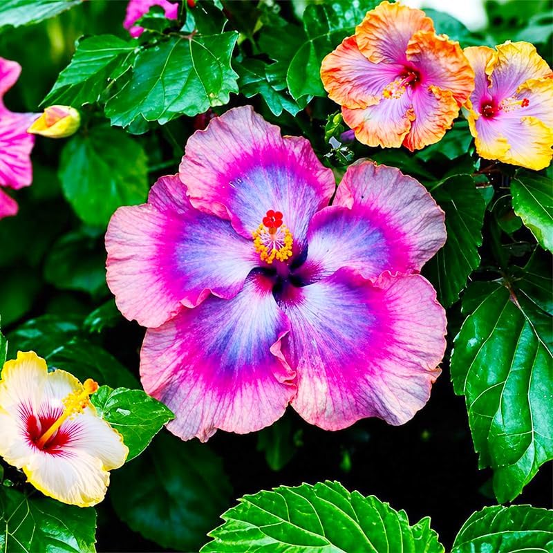 100Pcs Exotic Hibiscus Seeds for Planting - Perennial Flower for Home Garden