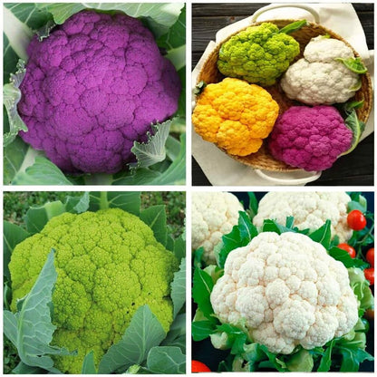 200pcs Cauliflower seeds Cabbage Mix Non GMO Vegetable for Planting