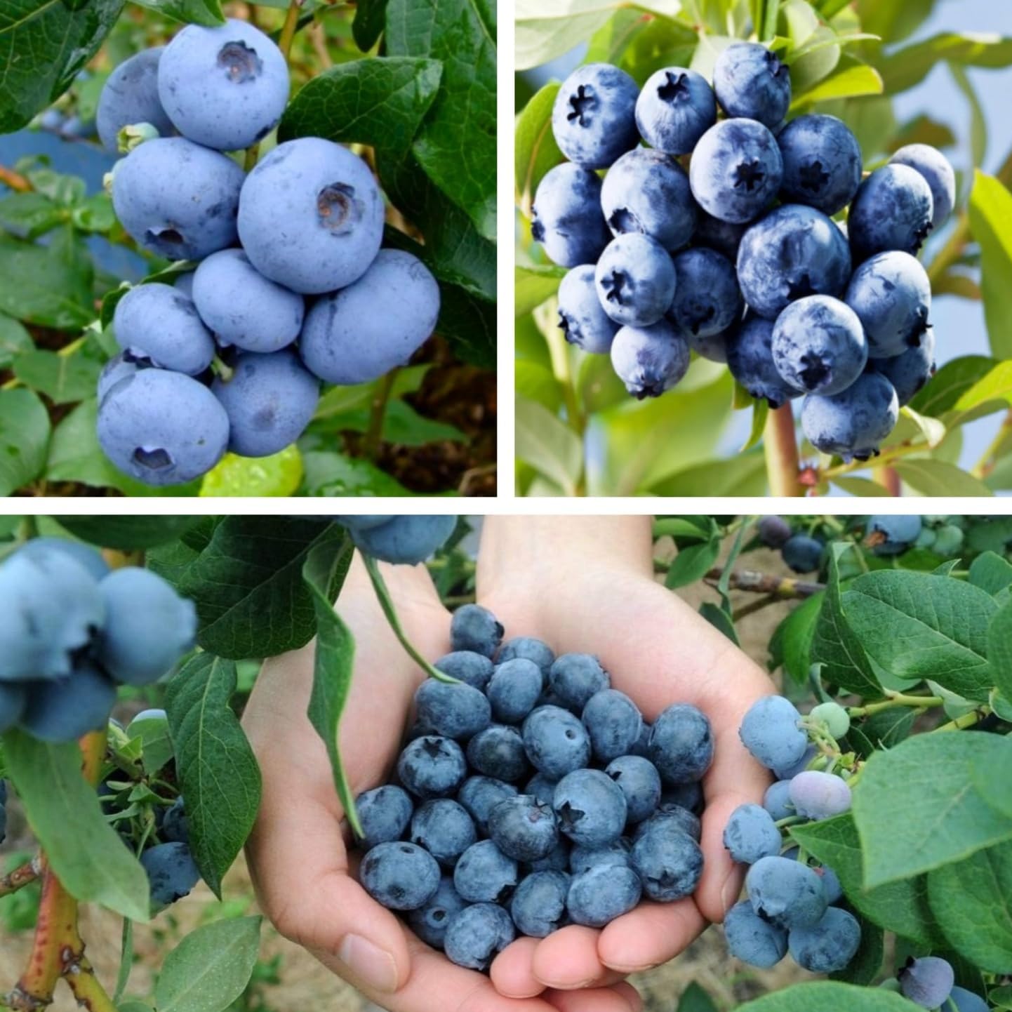 498Pcs Heirloom Blueberry Seeds Delicious, Nutrient-Dense Berries Friut| Perennial, Ideal for Pots or Raised Beds