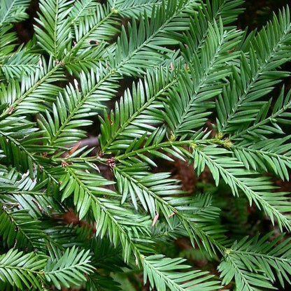 96Pcs Redwood Tree Seeds Perfect for beginner sowing adapt well to large container cultivation and open yard feature placement