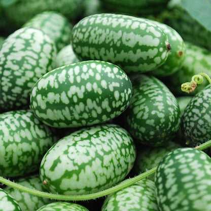 50Pcs Mini Thumb Watermelon Fruit Seeds  for Home Garden Outdoor Yard Farm Seed for Planting