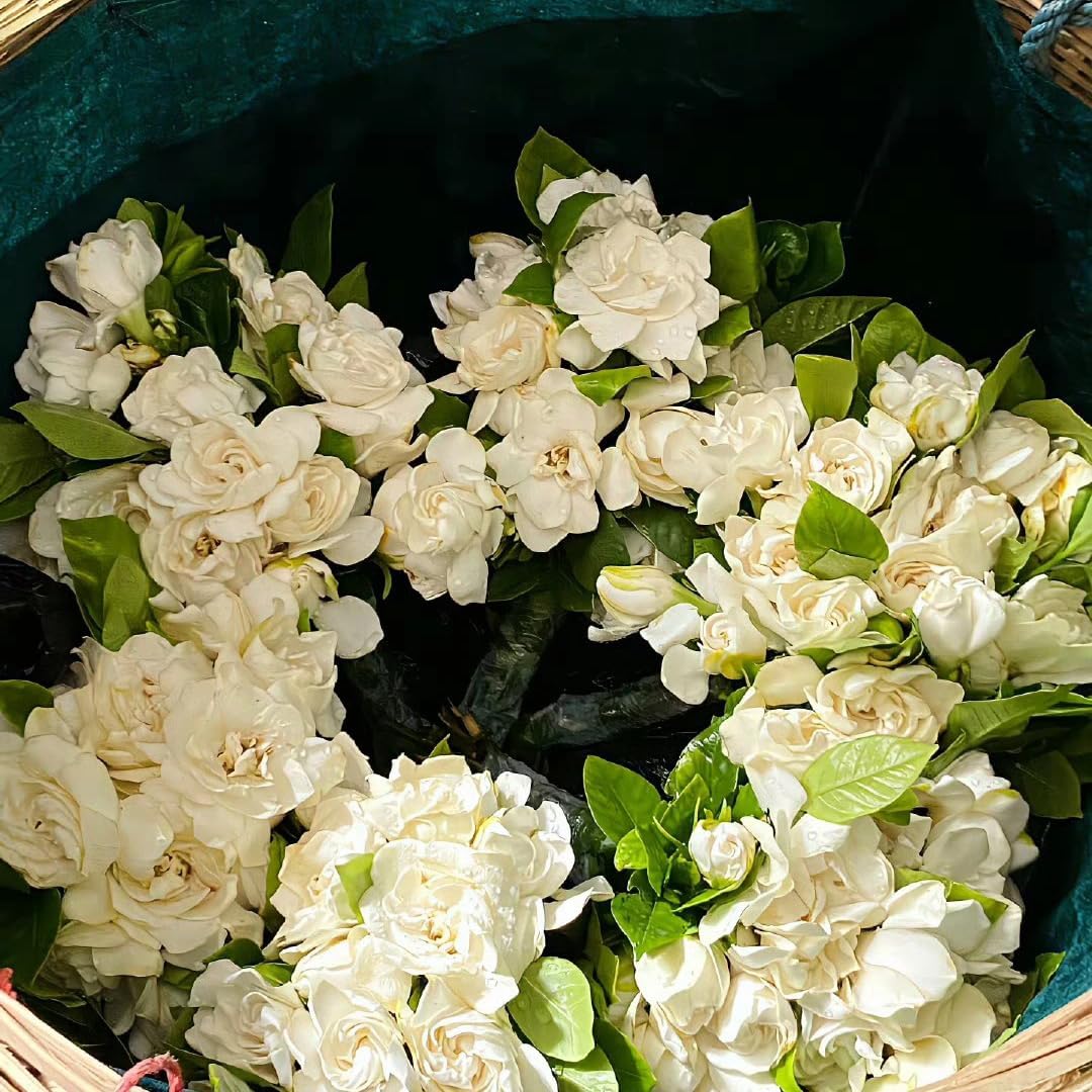 85Pcs Gardenia Seed for Planting, Non-GMO Heirloom Fragrant Gardenia Seeds for Home Garden