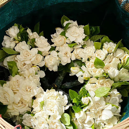 85Pcs Gardenia Seed for Planting, Non-GMO Heirloom Fragrant Gardenia Seeds for Home Garden