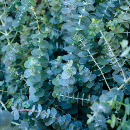 98Pcs Aromatic Eucalyptus Tree Seeds Heirloom Evergreen Plant, Quick Germination, Fragrant Silver-Green Foliage, Cold Tolerant, Perfect for Outdoor Landscaping & Indoor Drying