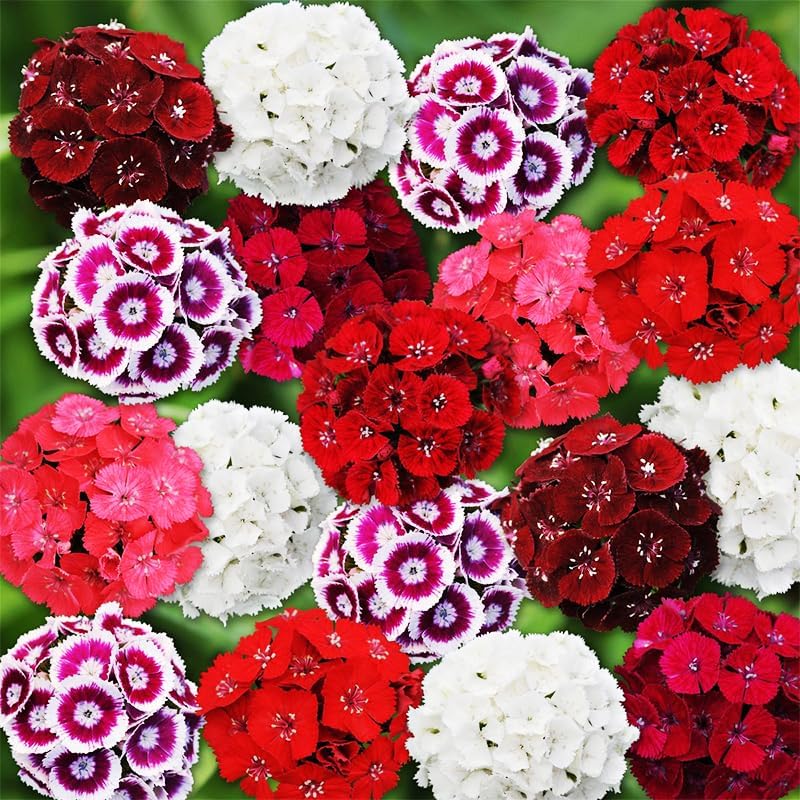 500 Mix Dianthus Seeds for Planting-Non-GMO Perennial Vibrant Flower for Cut Garden & Pollinators