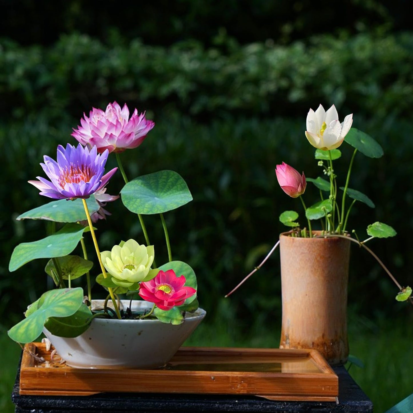Bowl Lotus Flower Seeds Mixed Colors, 12 Seeds Aquatic Dwarf Lotus for Pond, Bowl & Container Gardens