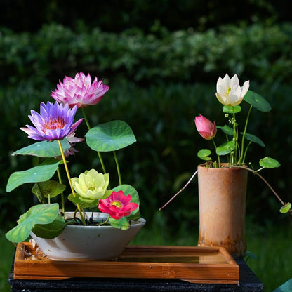 Bowl Lotus Flower Seeds Mixed Colors, 12 Seeds Aquatic Dwarf Lotus for Pond, Bowl & Container Gardens