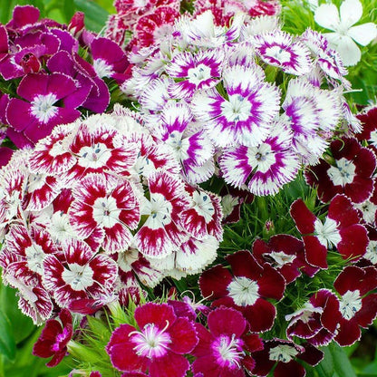 500 Mix Dianthus Seeds for Planting-Non-GMO Perennial Vibrant Flower for Cut Garden & Pollinators