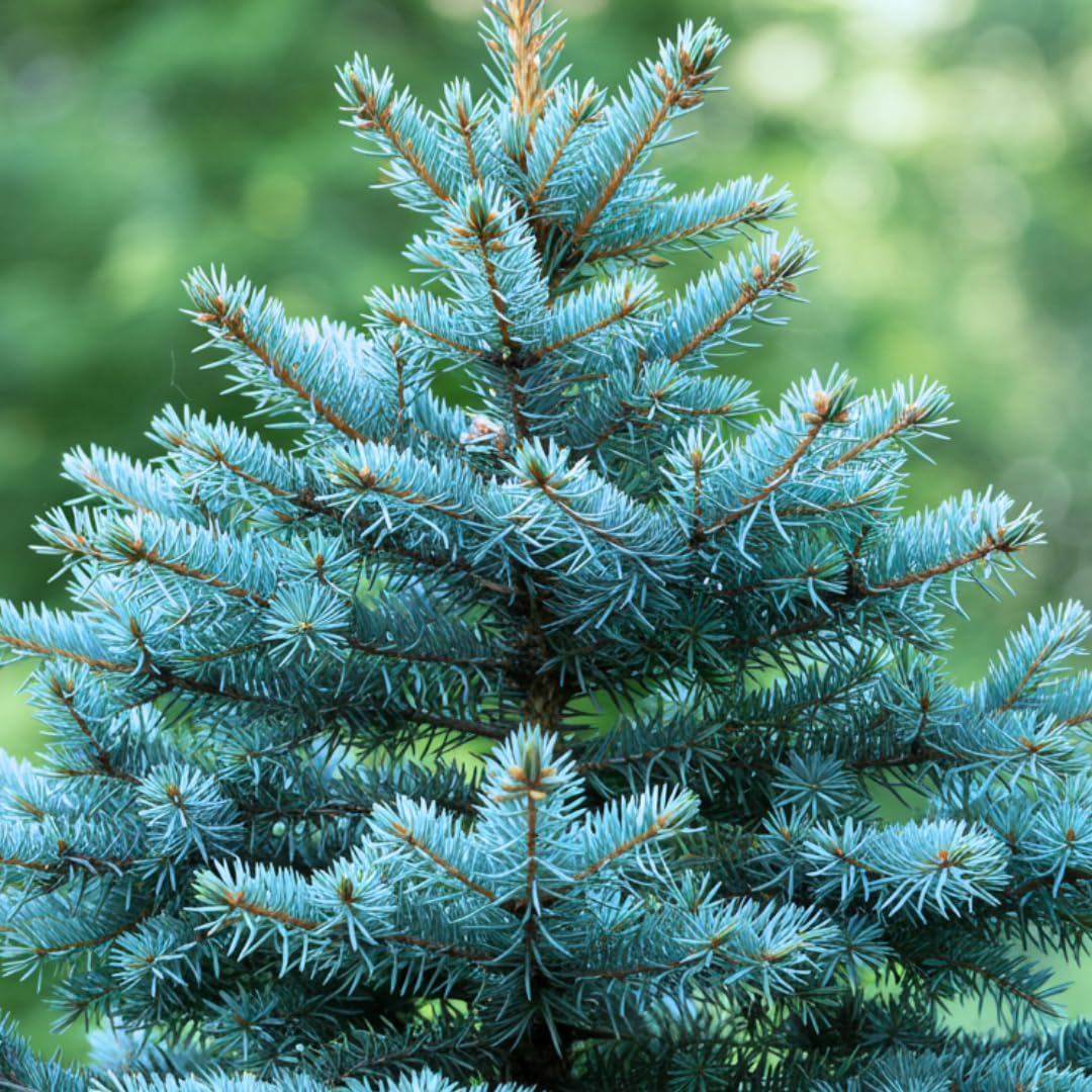 99Pcs Pine Seeds Easy to Maintain ideal for permanent landmark planting in yard perimeters and large landscape areas