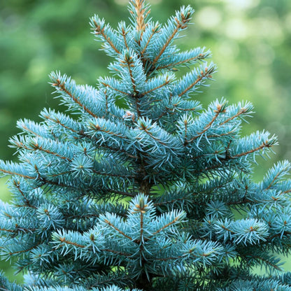 99Pcs Pine Seeds Easy to Maintain ideal for permanent landmark planting in yard perimeters and large landscape areas