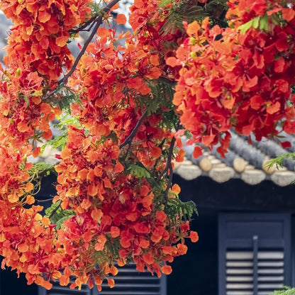 20Pcs Royal Poinciana Tree Seeds, Delonix Regia Bonsai Tree Seeds, Exotic Ornamental Tree Seed for Garden, Landscaping & Bonsai Growing