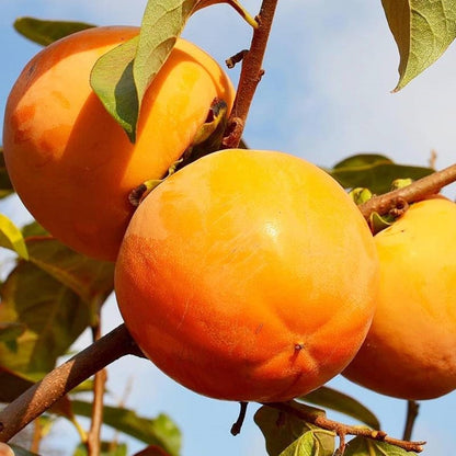 49Pcs Persimmon Seeds simple to grow in large open grounds, landscape scenic areas and residential display spots