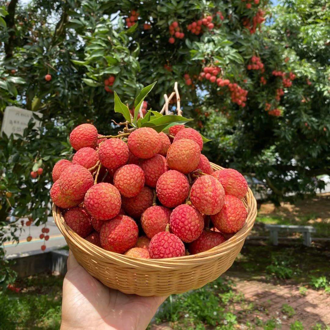 10Pcs Lychee Fruit Seeds for Planting, Perennial Litchi Seed, Sweet Fruit, Non-GMO Heirloom Litchi Seed for Home Gardening