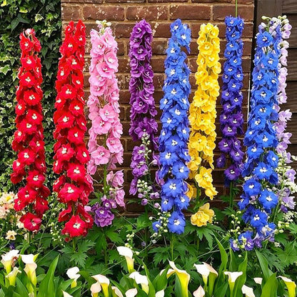 200 Premium Mix Larkspur Delphinium Seeds for Planting - Non-GMO Heirloom Wildflowers Delphinium Seeds