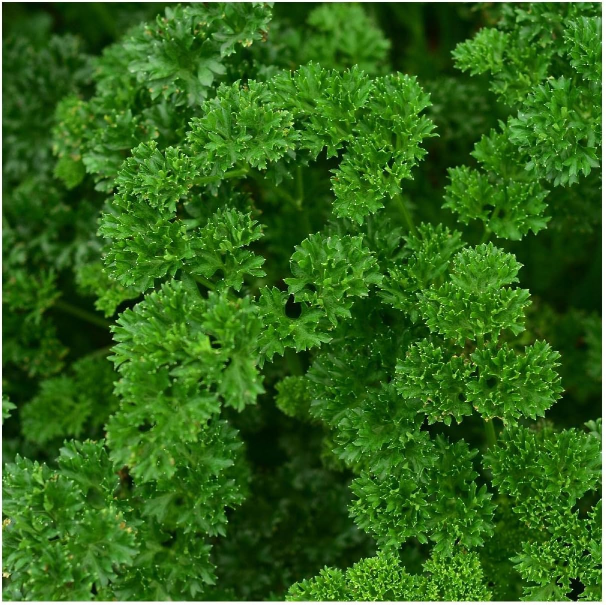 500pcs Parsley  Collection for Planting - Non-GMO Heirloom