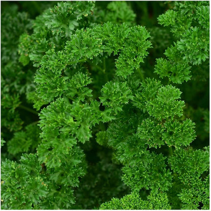 500pcs Parsley  Collection for Planting - Non-GMO Heirloom