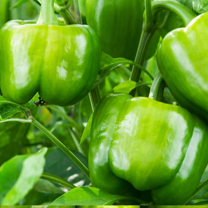 200pcs Pepper Effortless Cultivation fit small and medium row garden and container layout demands