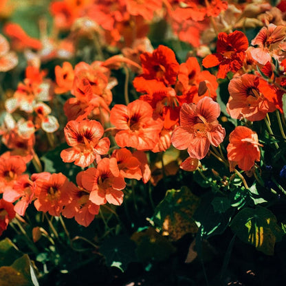 30pcs Suitable for beginner planting Nasturtium Seeds flourish in ordinary well drained soil suited for ornamental garden cultivation