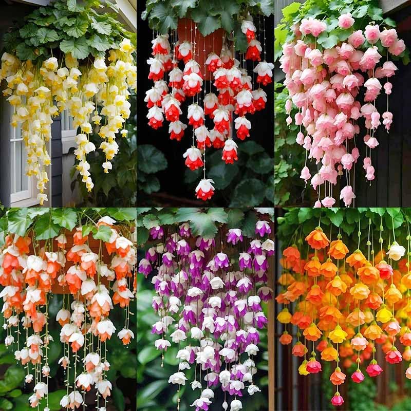 300pcs Mix Hanging Begonia Flower Seeds for Planting - Non-GMO Heirloom Plant Seeds Garden Outdoor