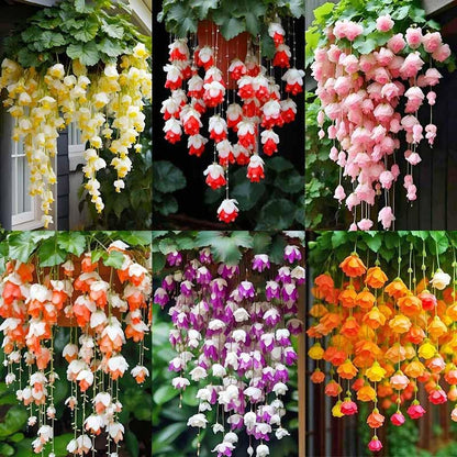 300pcs Mix Hanging Begonia Flower Seeds for Planting - Non-GMO Heirloom Plant Seeds Garden Outdoor