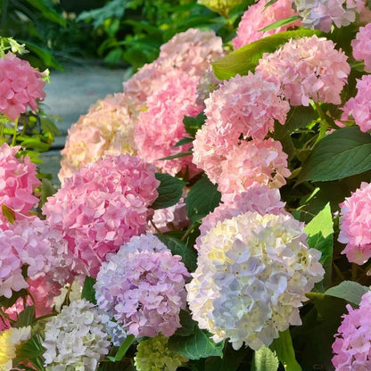 40Pcs Hydrangea Seeds Non-GMO Shade-Tolerant Perennial Flowers, Low-Maintenance & Showy Blooms for Outdoor Garden