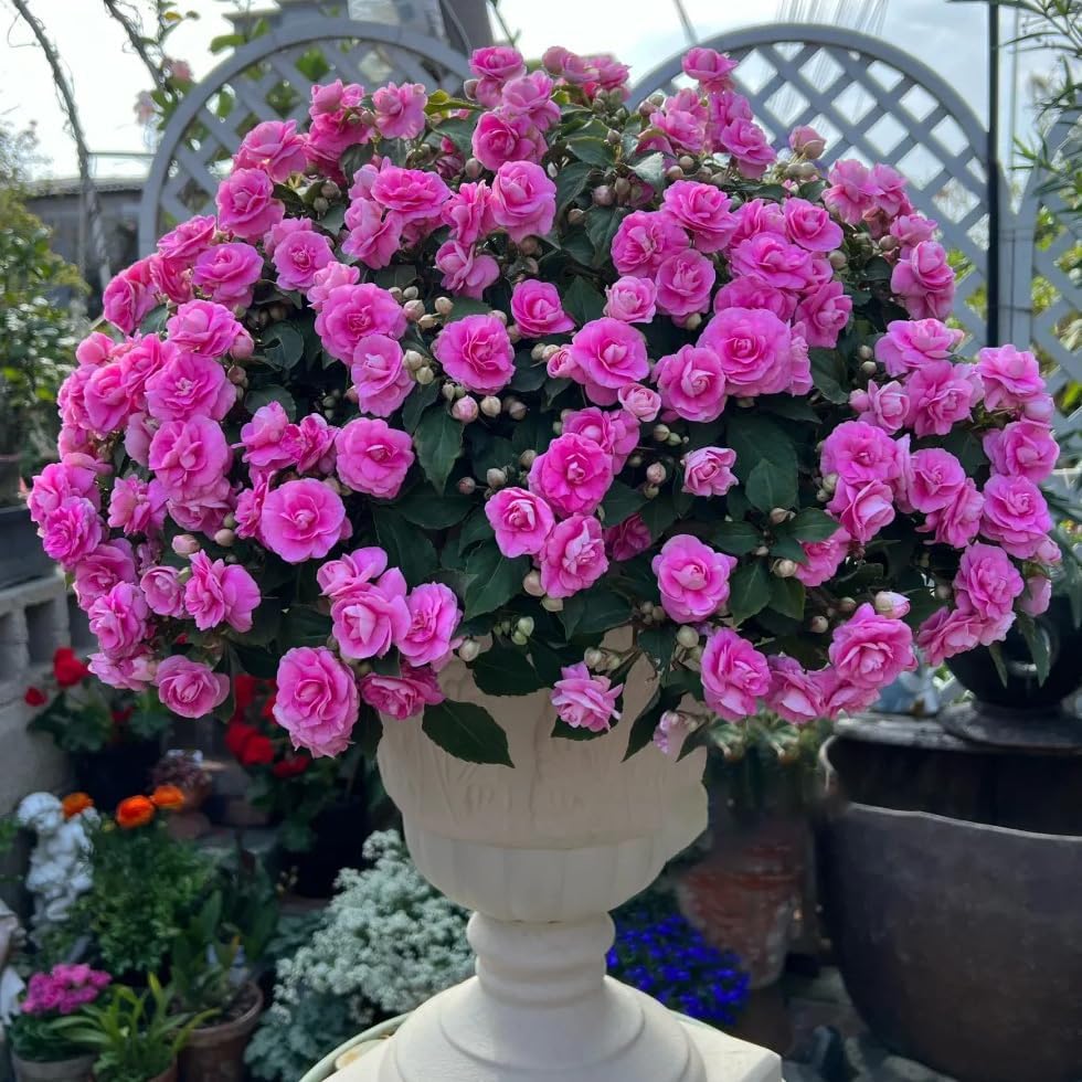 100pcs Mixed Color Impatiens Seeds, Perennial Impatiens for Ornamental Garden Potted Bonsai Indoor