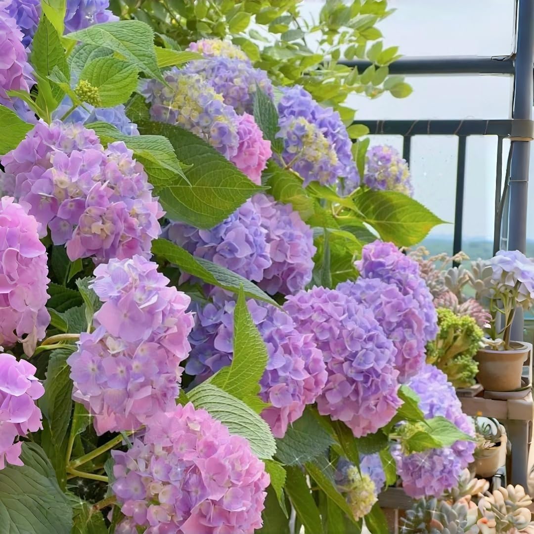 40Pcs Hydrangea Seeds Non-GMO Shade-Tolerant Perennial Flowers, Low-Maintenance & Showy Blooms for Outdoor Garden