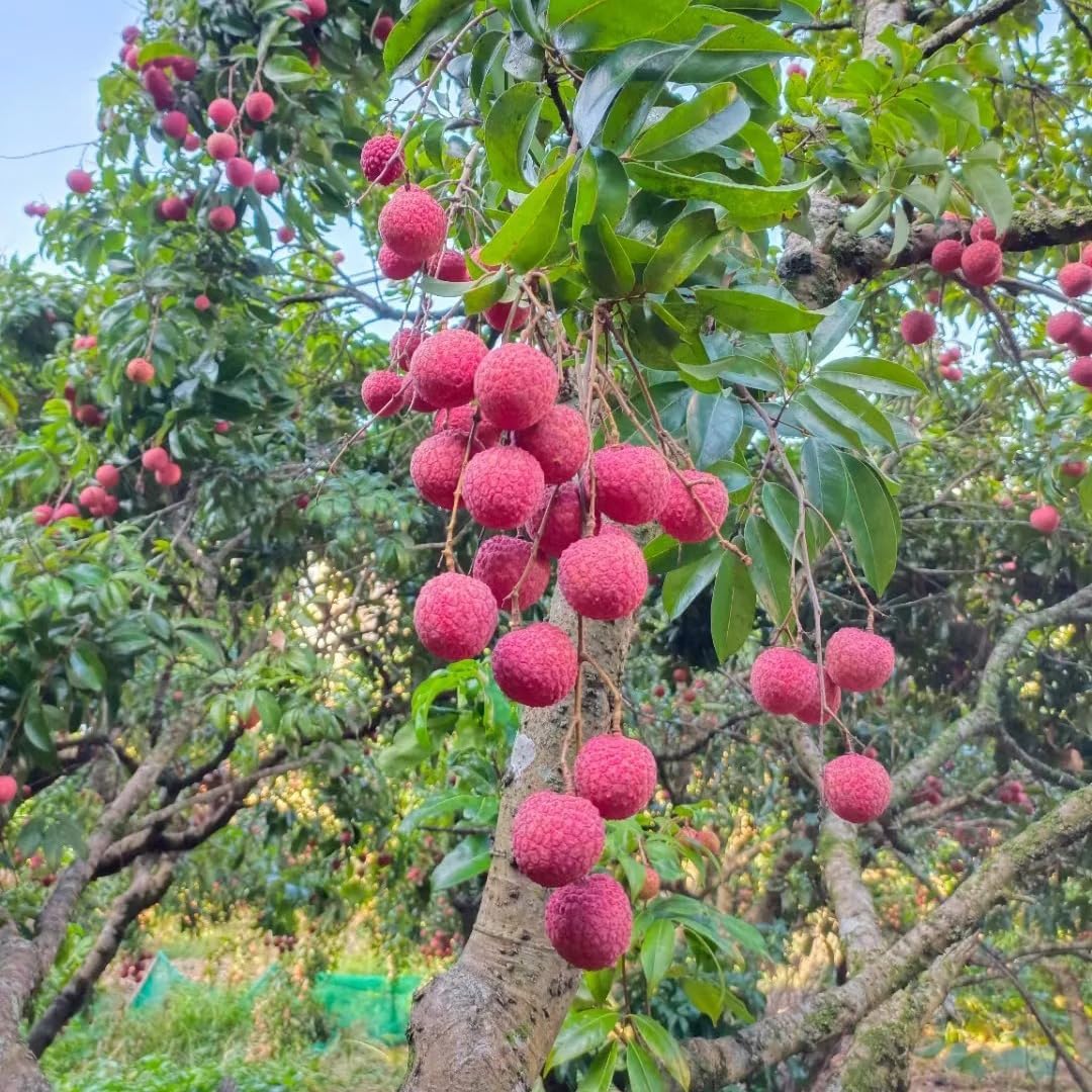 10Pcs Lychee Fruit Seeds for Planting, Perennial Litchi Seed, Sweet Fruit, Non-GMO Heirloom Litchi Seed for Home Gardening