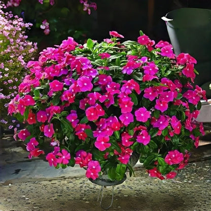 100 Periwinkle Flower Seeds for Planting – Heat & Drought Tolerant Perennial, Vibrant Mixed Colors, Ground Cover Low Maintenance Bedding Plants