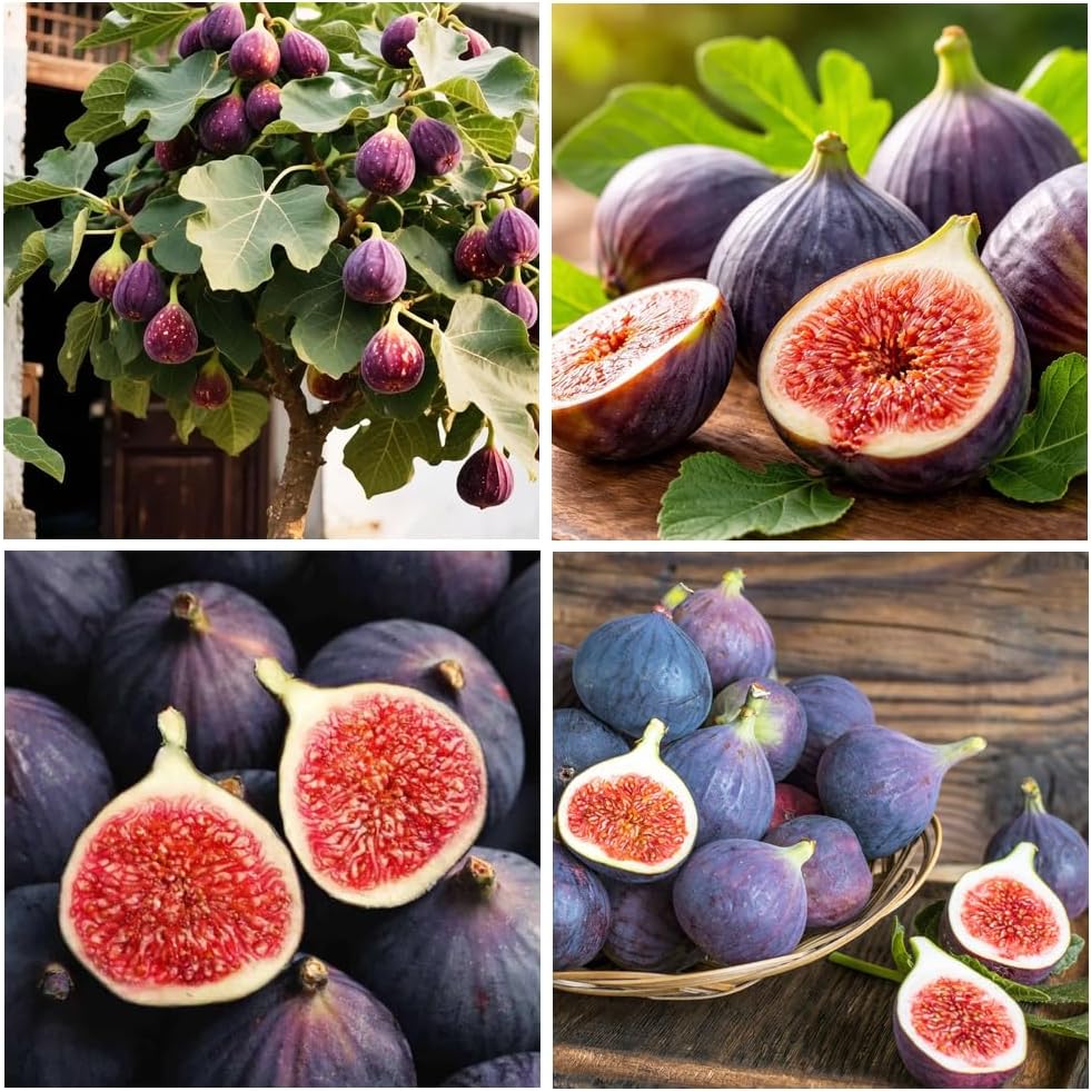 270Pcs Seed King Figs Sweet Fresh Fruit Seeds for Planting Outdoor-Non-GMO Heirloom Fig Tree Plant in Your Home Garden