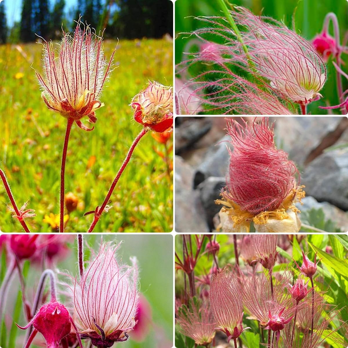 100Pcs Suitable for novice planting Prairie Smoke Seeds blend harmoniously with wildflower mixes and rocky landscape plant groupings