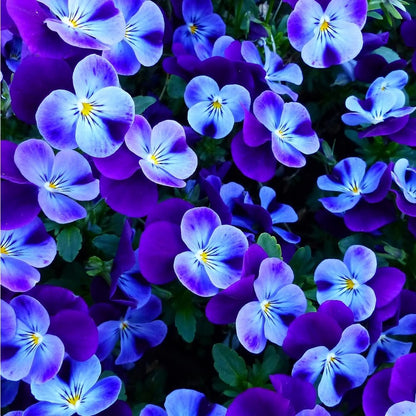 100Pcs Giant Perennial Mixed Pansy Seeds for Planting Outdoors,Fragrant Pansy Flower Seeds,Cool Weather Viola Flowers Seed Non-GMO Heirloom Winter Blooming for Home Outdoor Garden
