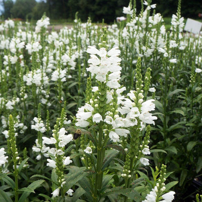 150pcs Obedient Plant Perennial with Pink to Lavender Flowers Attracts Pollinators Garden Border Plant
