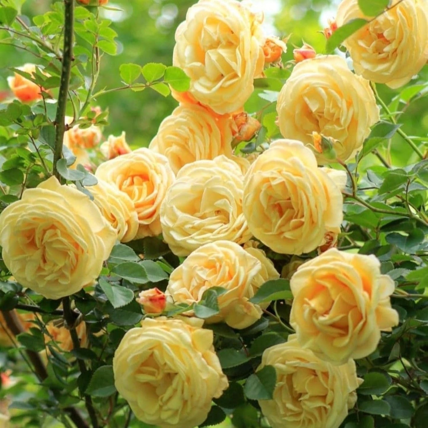 150pcs Mix Perennial Climbing Rose Seeds Bush Vine Climber Fragrant Butterfly Non-GMO Heirloom Flower Seed for Outdoor Garden