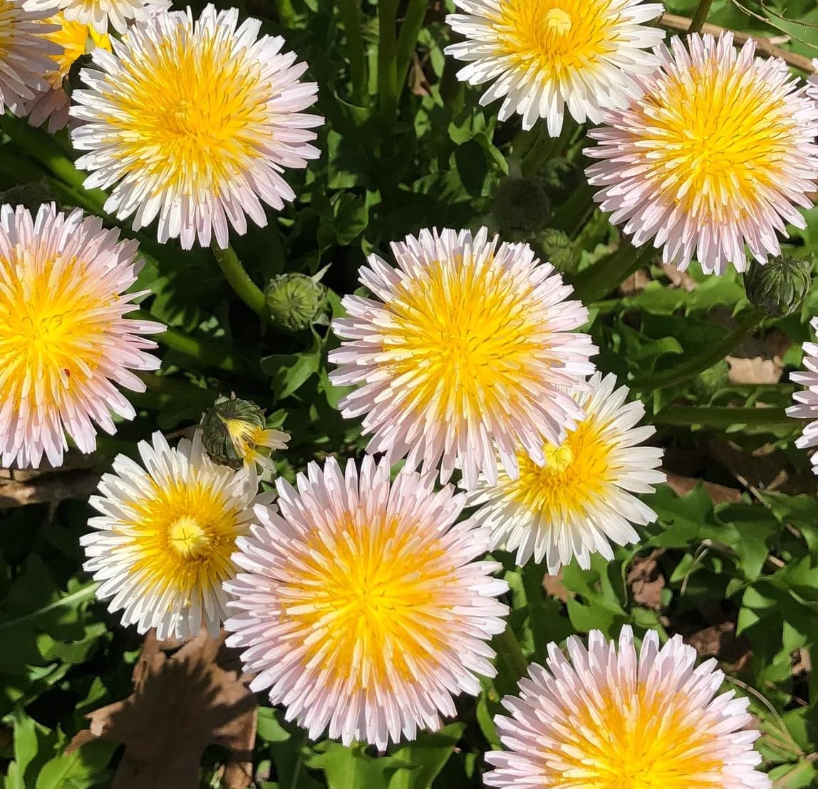 10,00pcs Dandelion Seeds for Planting – Heirloom Non-GMO  Herb Seeds for Garden, Medicinal Use, Salads and Wildlife Support